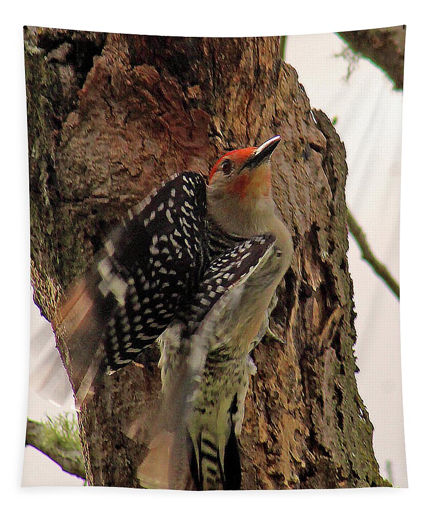 Woodpecker Tapestry featuring the photograph Taking Off by Michael Allard