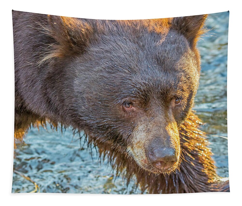 California Tapestry featuring the photograph Taylor Creek Bear at Sunset by Marc Crumpler