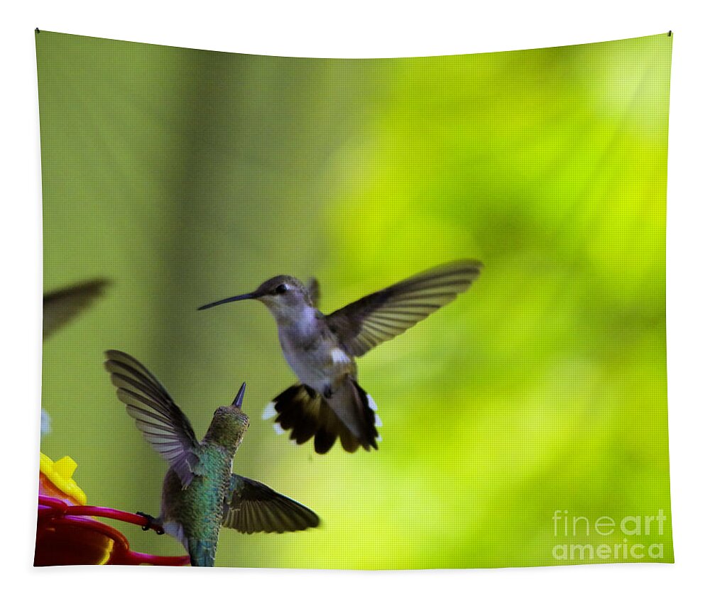 Hummingbirds Tapestry featuring the photograph Territorial hummingbirds by Jeff Swan