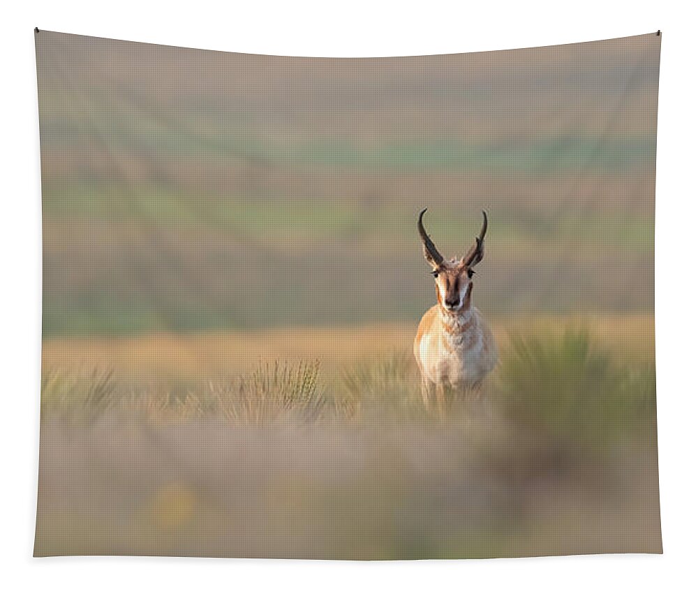 Pronghorn Tapestry featuring the photograph Texas Pronghorn Buck by Gary Langley