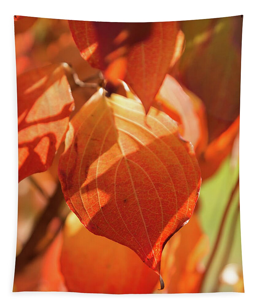 Fall Tapestry featuring the photograph That Autumn Light by Ana V Ramirez