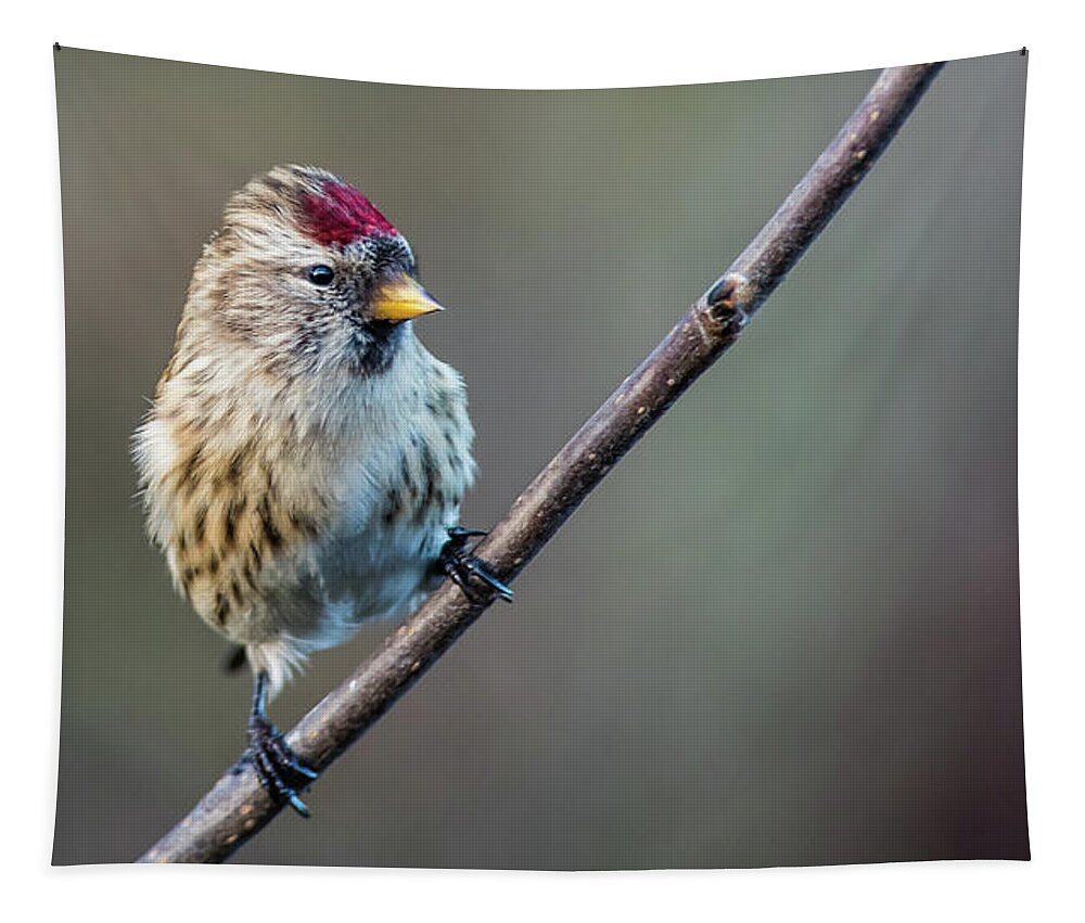 Redpoll On The Twig Tapestry featuring the photograph The cute male common Redpoll perching on the twig by Torbjorn Swenelius
