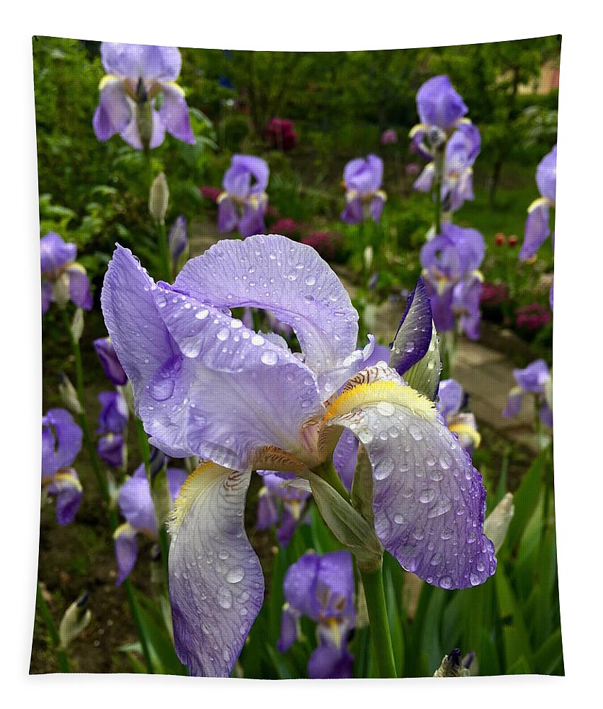 Iphone Tapestry featuring the photograph The Iris Group by Richard Cummings