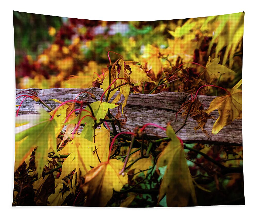 Tree Tapestry featuring the photograph The Joy of Acers by Christopher Maxum