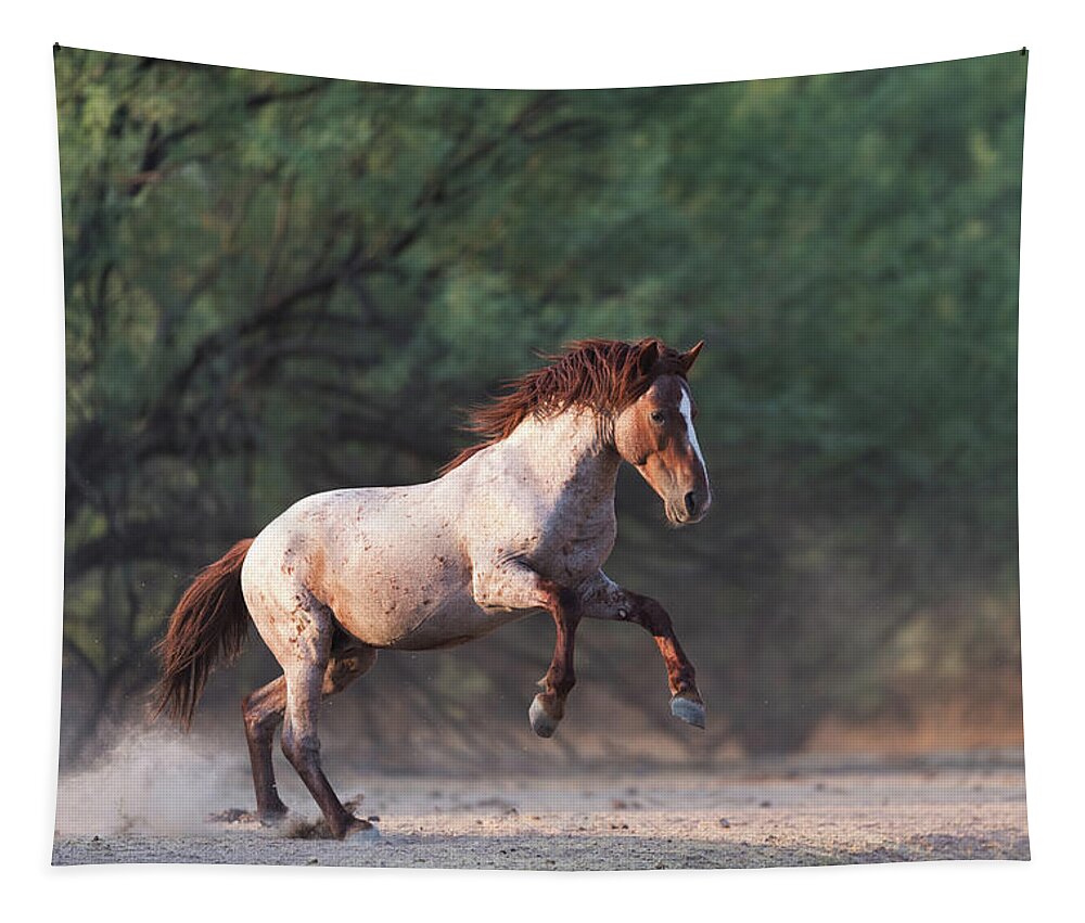 Salt River Wild Horse Tapestry featuring the photograph The Jump by Shannon Hastings