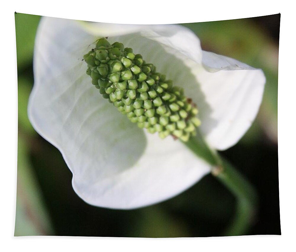Peace Lily Tapestry featuring the photograph The Peace Lily by Philip And Robbie Bracco