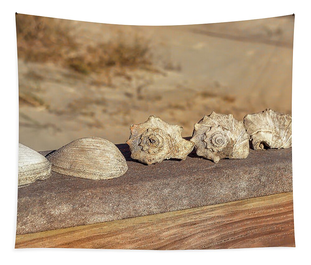 Beach Tapestry featuring the photograph The Shell Collection by Kathy Baccari
