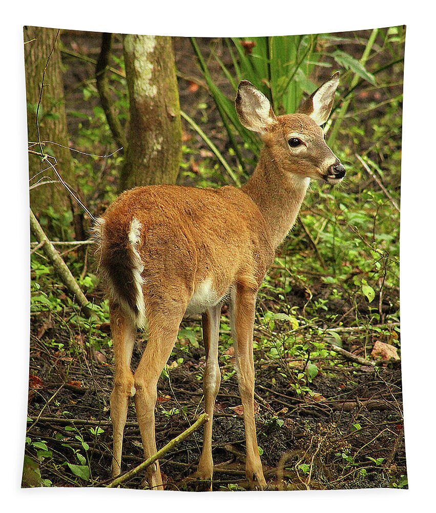Deer Tapestry featuring the photograph The Yearling by Michael Allard