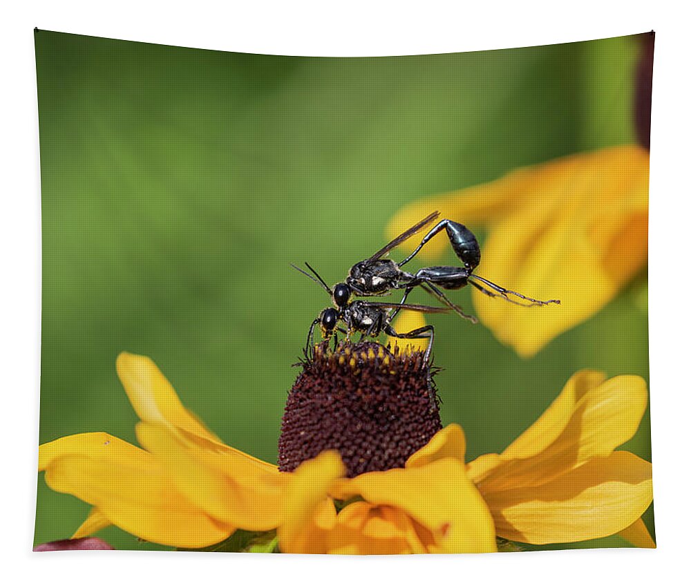 Thread Waisted Wasps Tapestry featuring the photograph Thread Waisted Wasp 2019-2 by Thomas Young