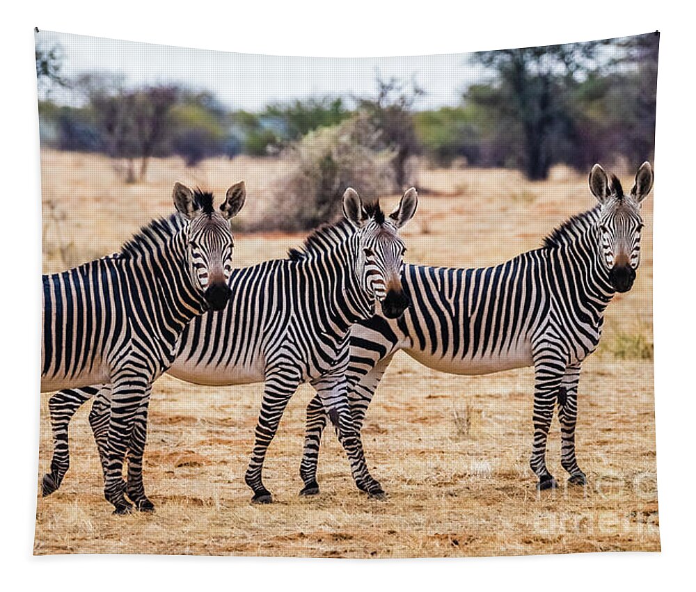 Zebra Tapestry featuring the photograph Three mountain zebras, Namibia by Lyl Dil Creations