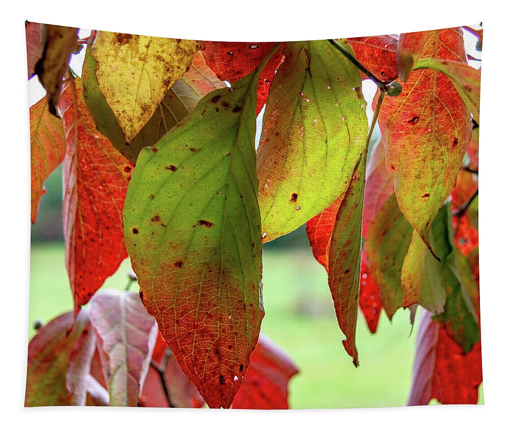 Dogwood Tapestry featuring the photograph Through the Leaves by Douglas Wielfaert