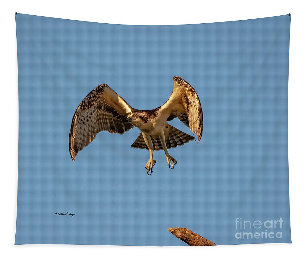 Osprey Tapestry featuring the photograph Time To Fly by DB Hayes