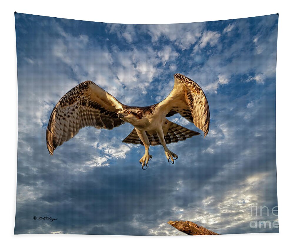 Ospreys Tapestry featuring the photograph Time To Fly TWO by DB Hayes