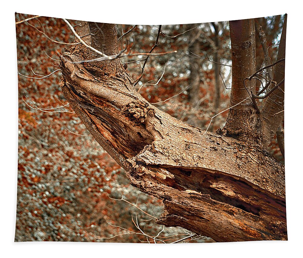 Tree Tapestry featuring the photograph Tree Shark Abstraction by Bill Swartwout