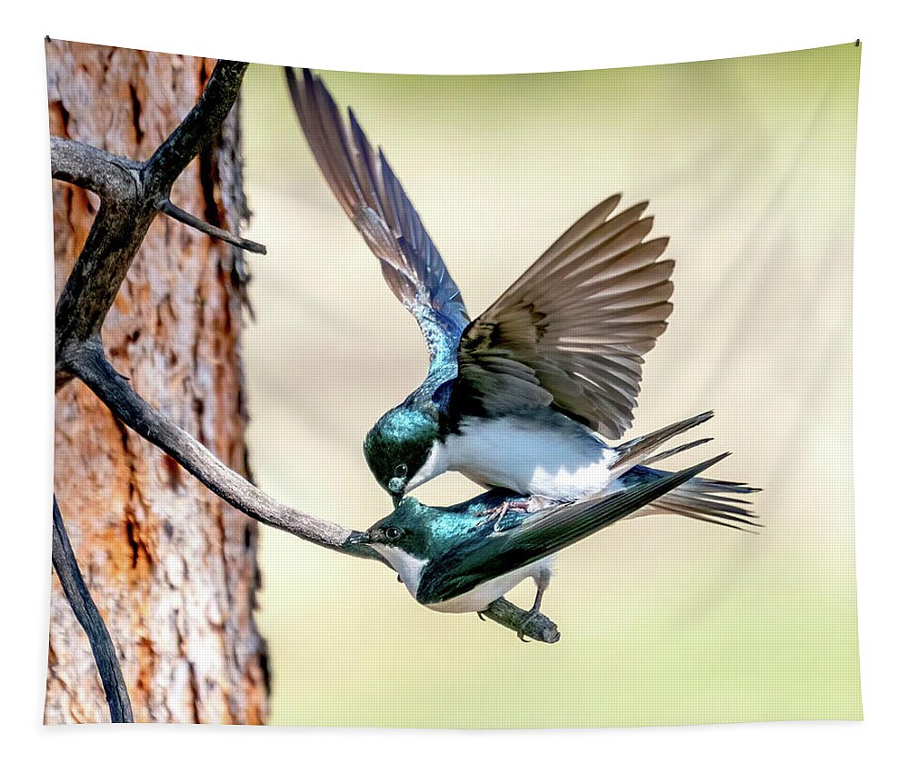 Tree Swallows Tapestry featuring the photograph Tree Swallow Love by Judi Dressler