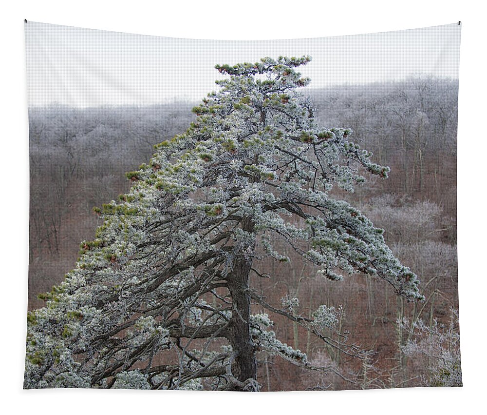 Blue Ridge Tapestry featuring the photograph Tree with Hoarfrost by Mark Duehmig