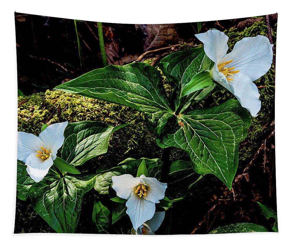 Flowers Tapestry featuring the photograph Trillium Three by Claude Dalley