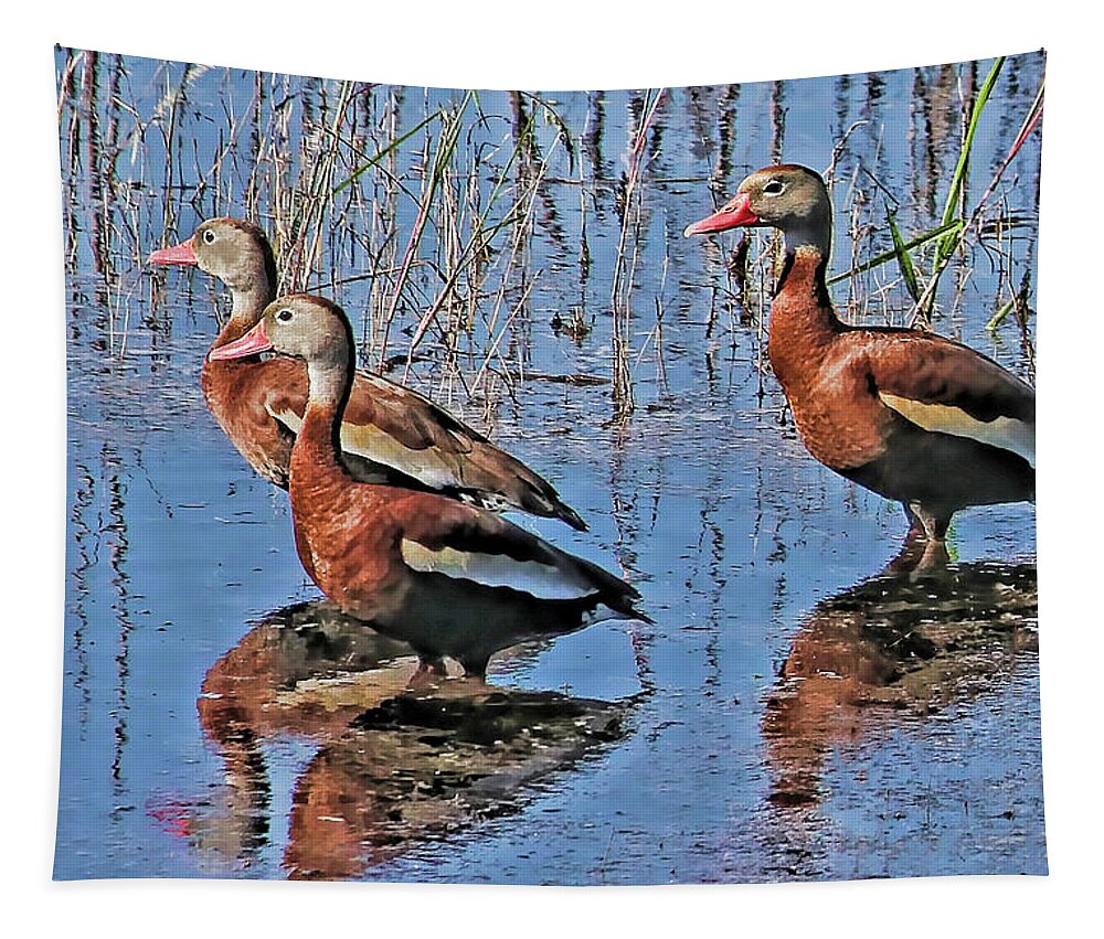 Black-bellied Whistling Duck Tapestry featuring the photograph Trio of Whistlers by HH Photography of Florida