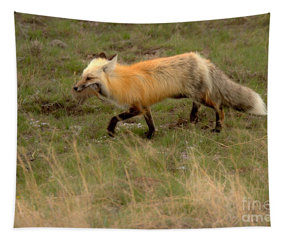 Fox Tapestry featuring the photograph Trotting Home With Dinner by Adam Jewell