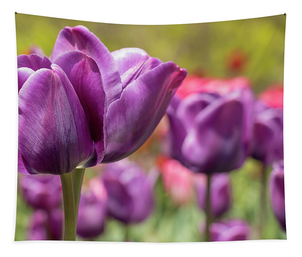 Flower Tapestry featuring the photograph Tulip Passionale by Dawn Cavalieri