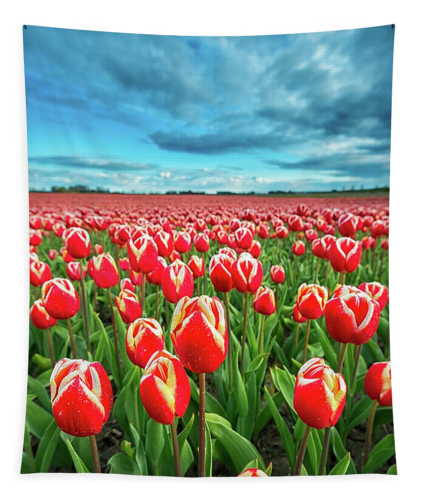Tulipa Tapestry featuring the photograph Tulips by Jenco van Zalk