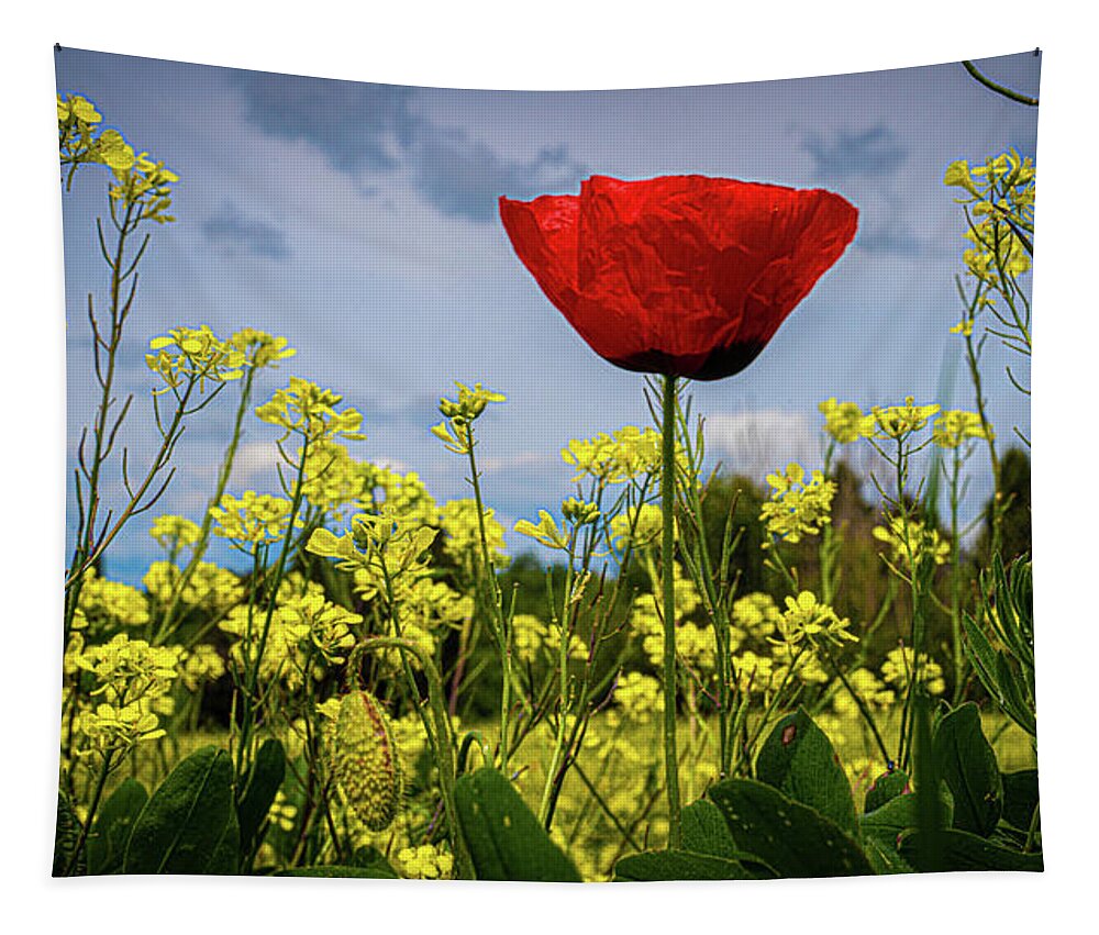 Val D' Orcia Tapestry featuring the photograph Tuscan Poppy by Chris Lord