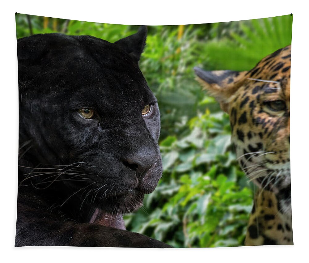 Melanism Tapestry featuring the photograph Two Jaguars by Arterra Picture Library