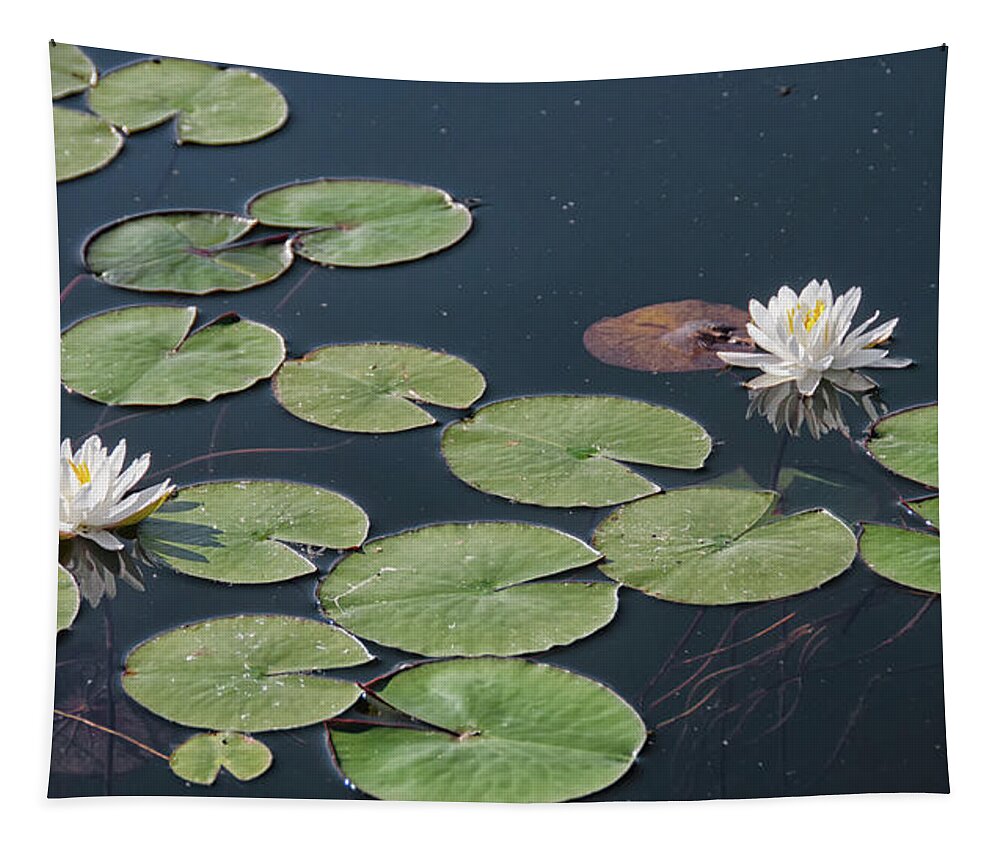 Water Tapestry featuring the photograph Two water lily flowers by Debra Baldwin
