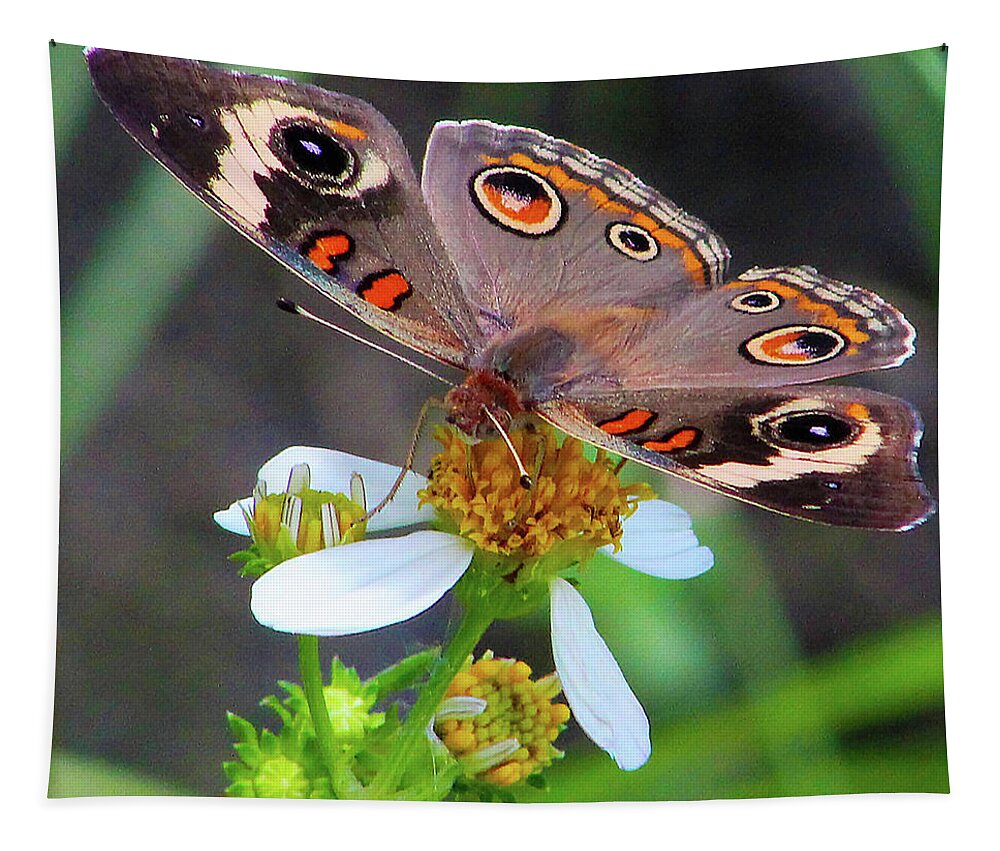 Butterfly Tapestry featuring the photograph Uncommon Buckeye by Michael Allard