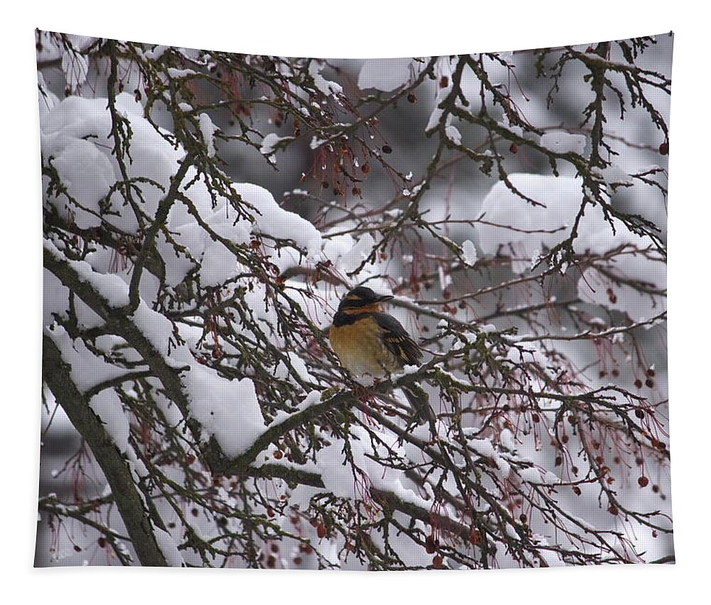 Varied Thrush Tapestry featuring the photograph Varied Thrush by Jean Evans