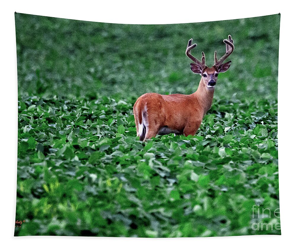 Whitetail Tapestry featuring the photograph Velvet Buck - 1 by Jeffrey Schulz