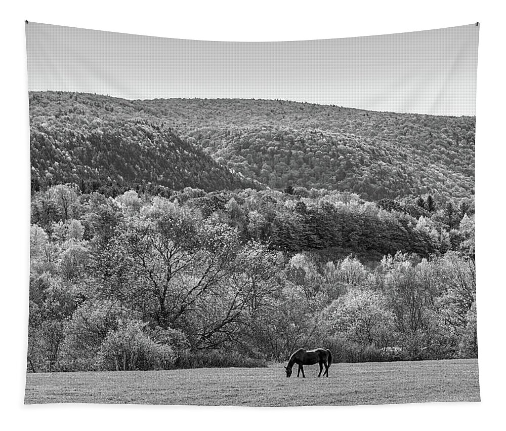 Manchester Tapestry featuring the photograph Vermont Horse and Fall Trees Manchester Vermont Field Black and White by Toby McGuire