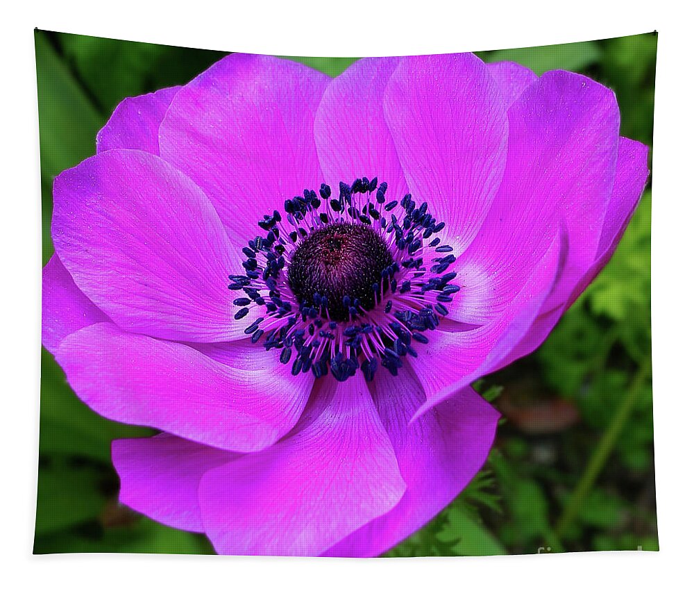 Flower Tapestry featuring the photograph Vibrant Fuschia Anemone by Sue Melvin