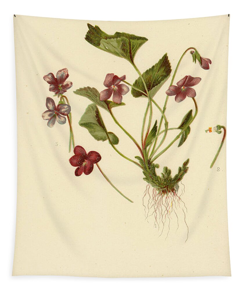 Flowers Tapestry featuring the mixed media Viola Cucullata Common Blue Violet by L Prang