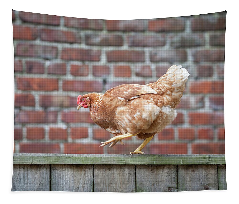 Anita Nicholson Tapestry featuring the photograph Walk the Line - Chicken walking along a wooden fence by Anita Nicholson