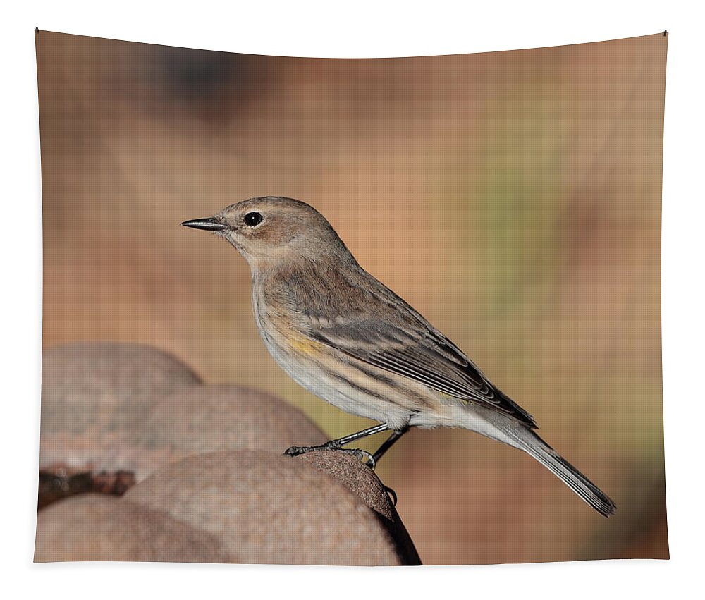 Bird Tapestry featuring the photograph Warbler 4231 by John Moyer