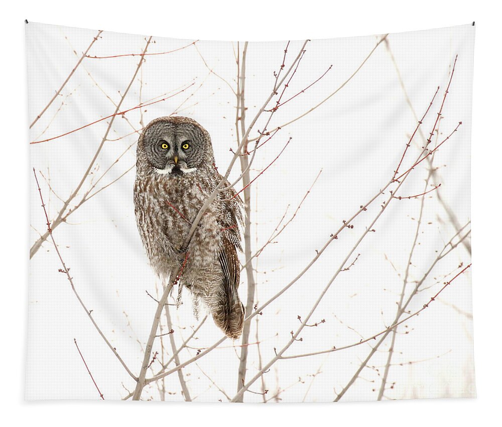 Great Gray Owl Tapestry featuring the photograph Watching You by Heather King