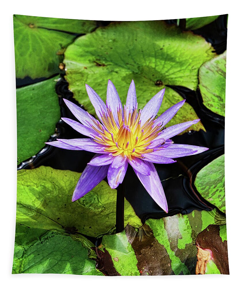 Water Lillies Tapestry featuring the photograph Water Lily 46 by Allen Beatty
