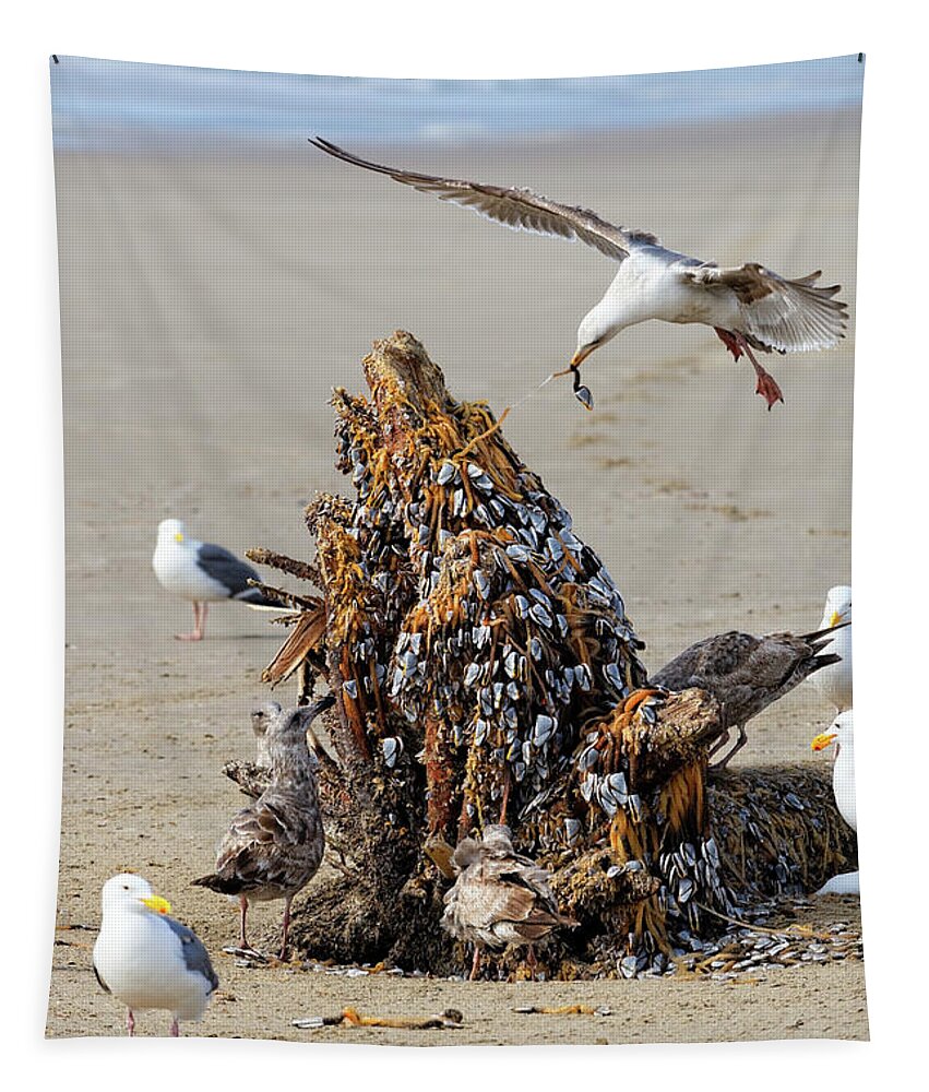 Flock Of Gulls Tapestry featuring the photograph Western gulls eating Gooseneck barnacles from driftwood flotsam by Robert C Paulson Jr