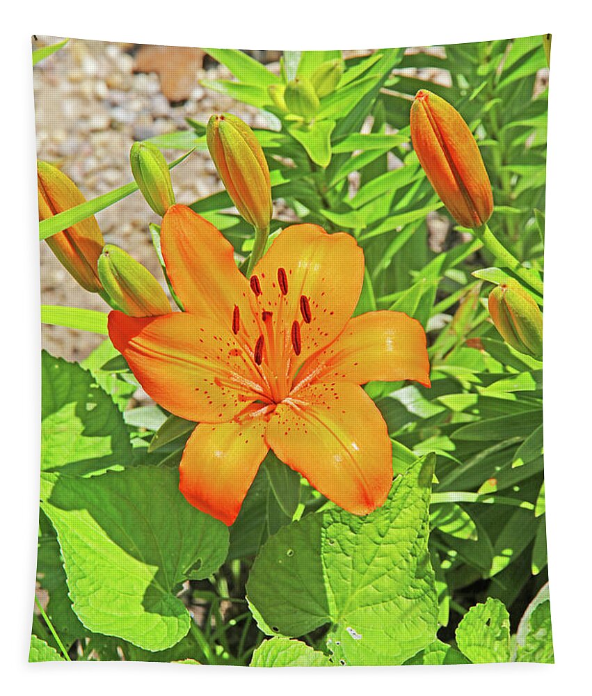  Up Tiger Lilly Orange Pods Stamen Green Leaf And Gravel Background Tapestry featuring the photograph What's Up Tiger Lilly orange pods stamen green leaf and gravel background 2 6272019 5852. by David Frederick