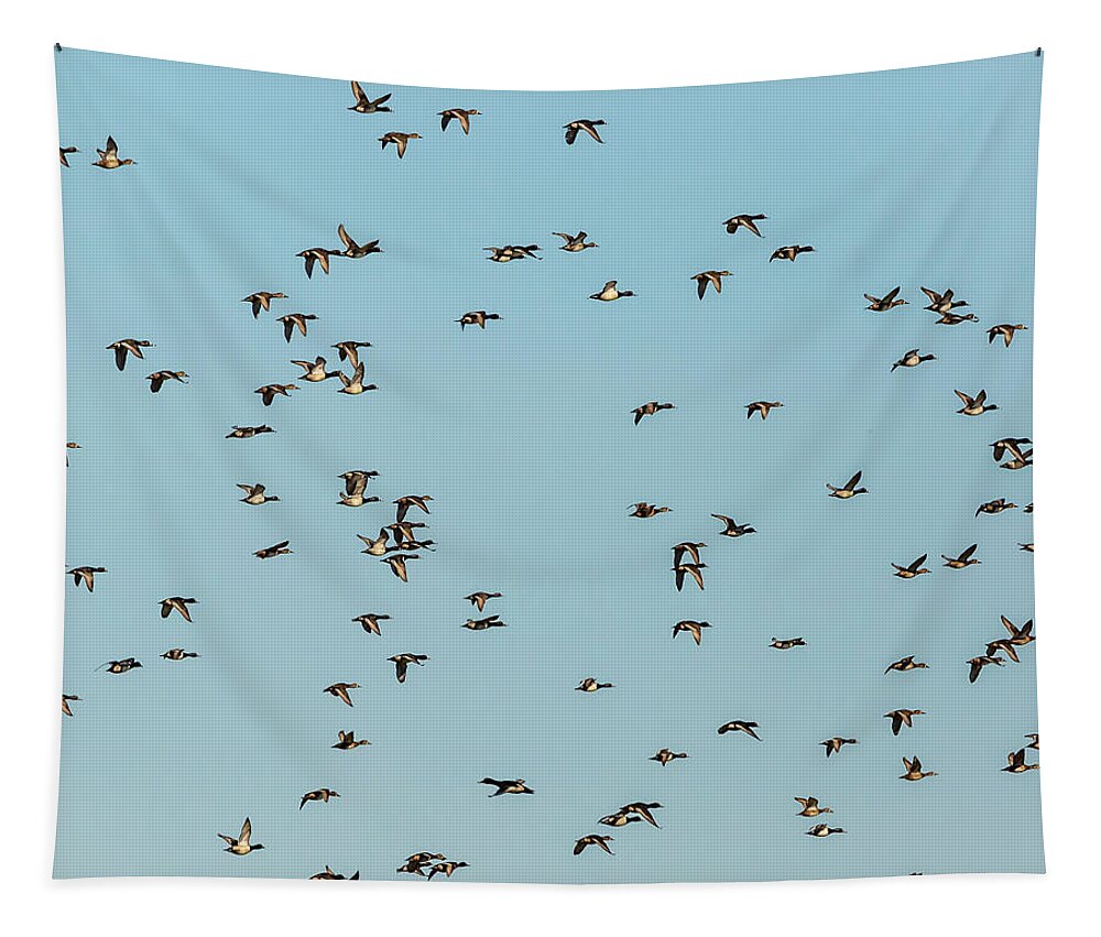 Birds Tapestry featuring the photograph Where Is Waldo by Ray Silva