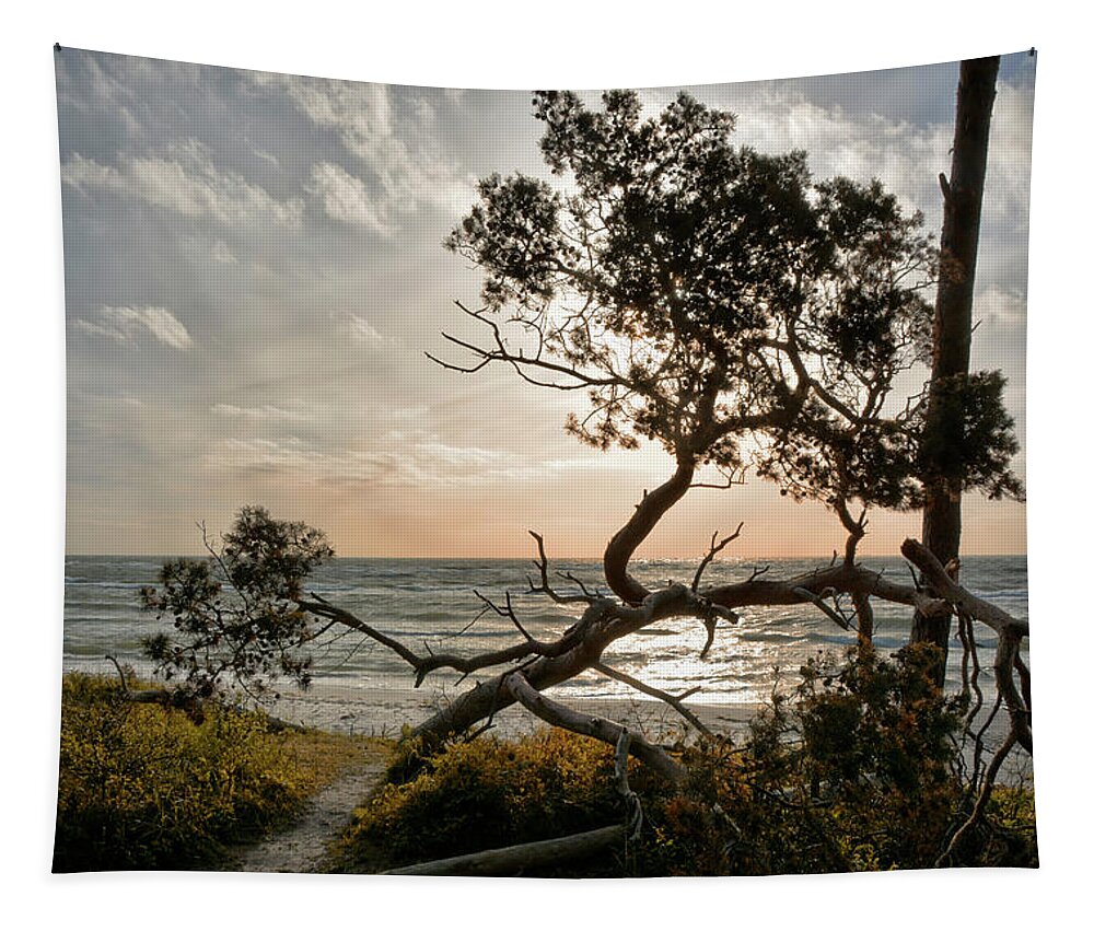 Fischland-darss-zingst Tapestry featuring the photograph Where the Darss-Forest meets the Baltic Sea by Joachim G Pinkawa