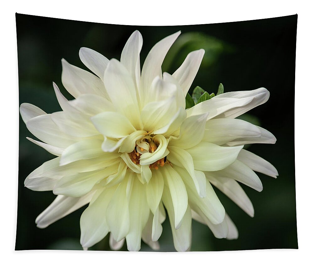 Dahlia Tapestry featuring the photograph White Dahlia Beauty by Dale Kincaid