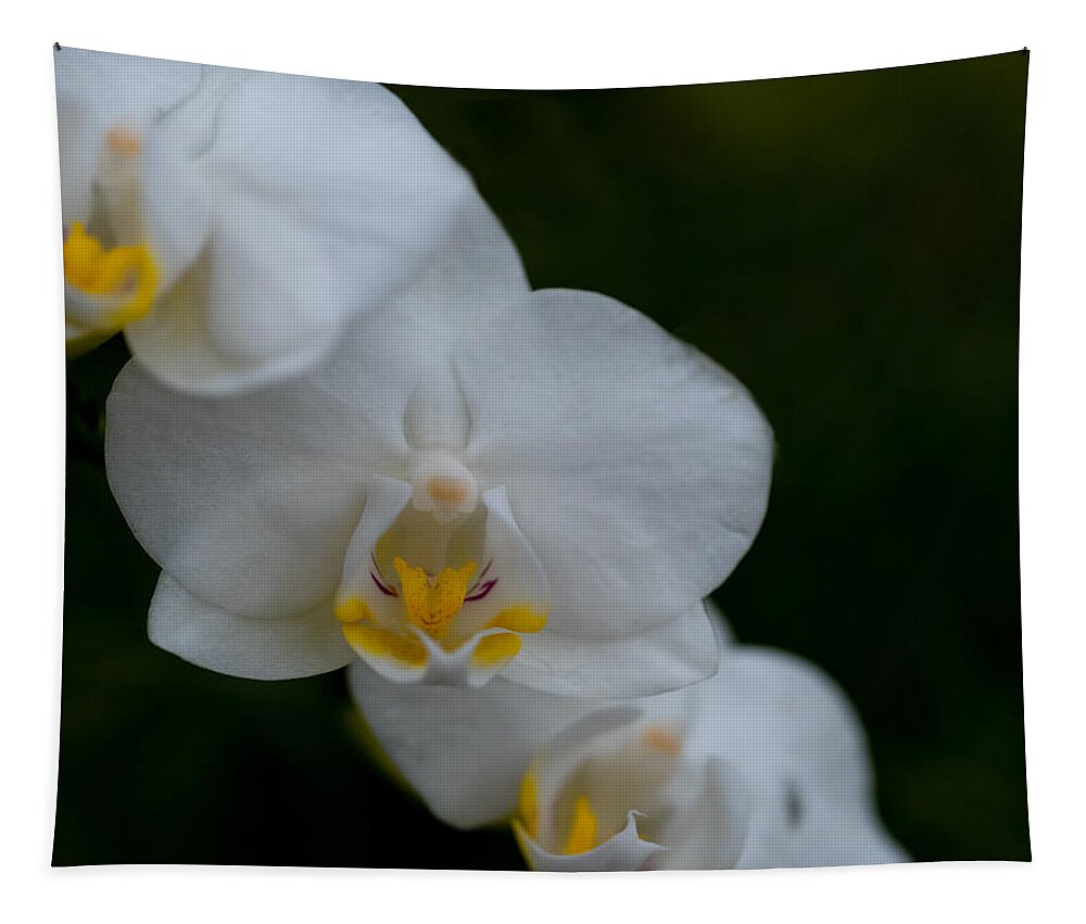 Tropical Tapestry featuring the photograph White Orchid by Roberta Kayne
