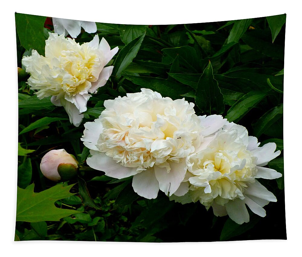 White Peonies Tapestry featuring the photograph White Peony Trio by Mike McBrayer