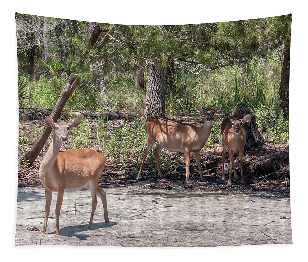 White Tapestry featuring the photograph White Tail Deer In Wild Near Pond by Alex Grichenko