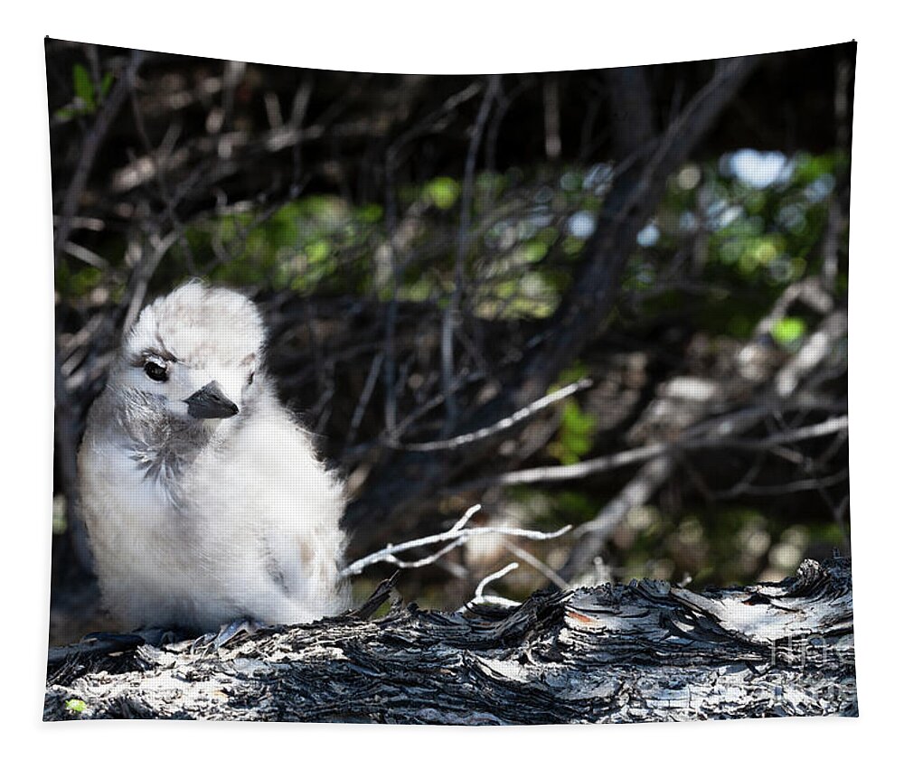 White Tern Tapestry featuring the photograph White Tern Chick -1 by Diane Macdonald