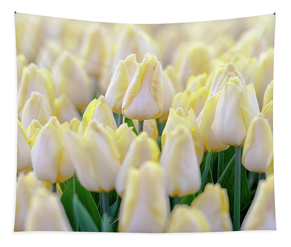 Tulipa Tapestry featuring the photograph White tulips by Jenco Van Zalk