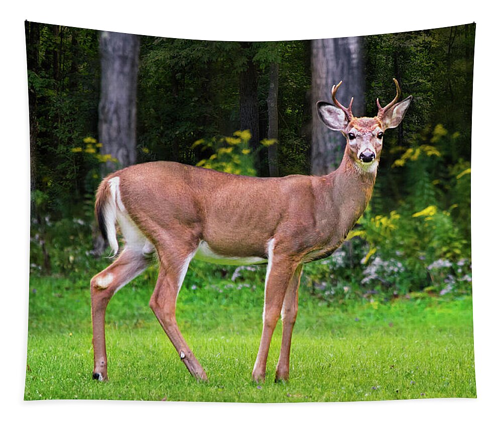 Whitetail Deer Tapestry featuring the photograph Whitetail Deer Buck by Christina Rollo