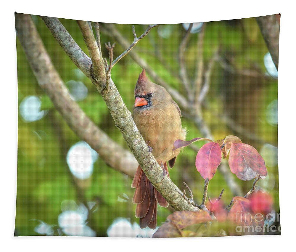 Cardinal Tapestry featuring the photograph Wild Birds of Autumn - Female Northern Cardinal by Kerri Farley
